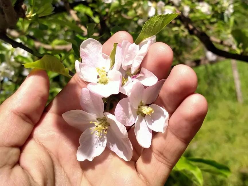 Lotus Cottage Manāli Dış mekan fotoğraf
